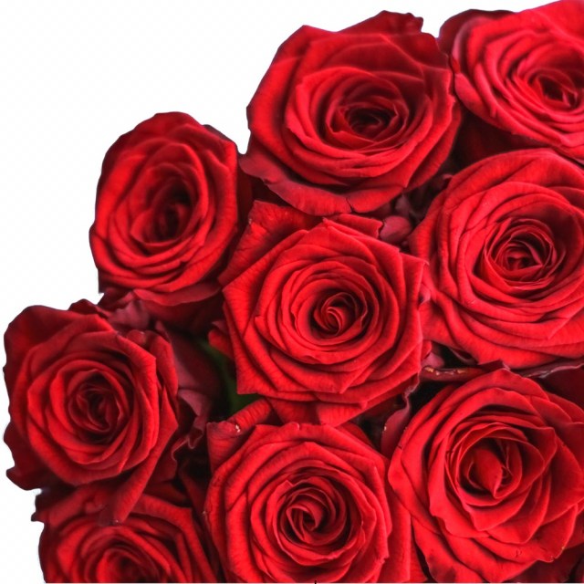 Red Naomi Roses The Love Elegant Blossom