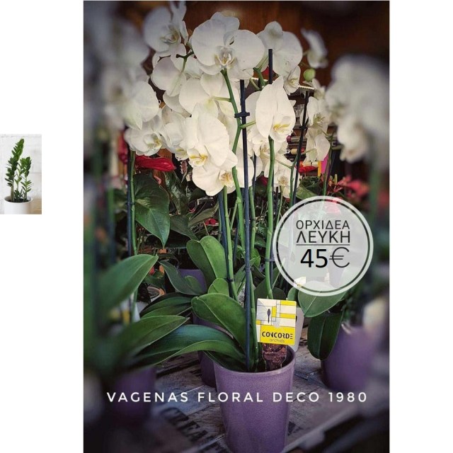 Ορχιδέα λευκή