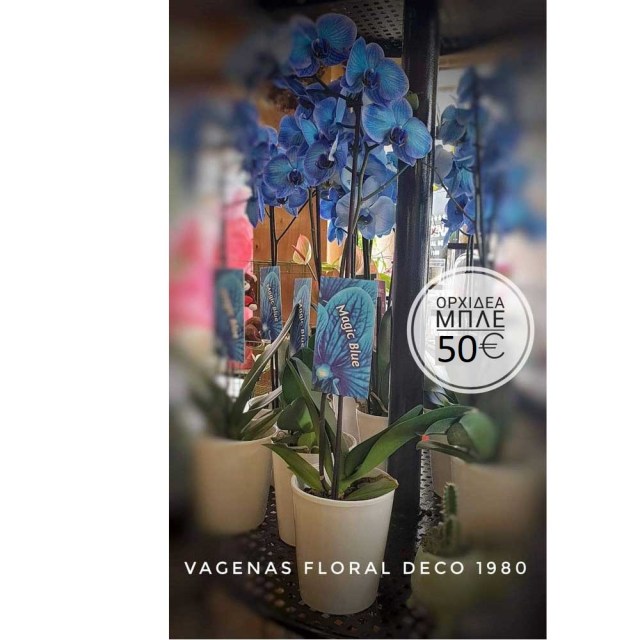 Ορχιδέα μπλέ