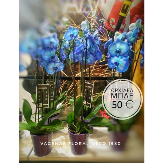 Ορχιδέα μπλέ