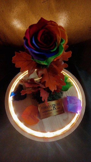 Forever Rose Rainbow Led