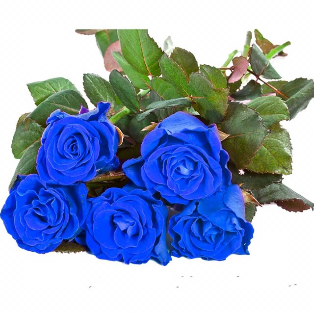 Μοναδικά φρέσκα Τριαντάφυλλα σε μπλέ χρώμα!